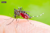 Muỗi vằn (Aedes aegypti) — loài muỗi trung gian truyền bệnh sốt xuất huyết
