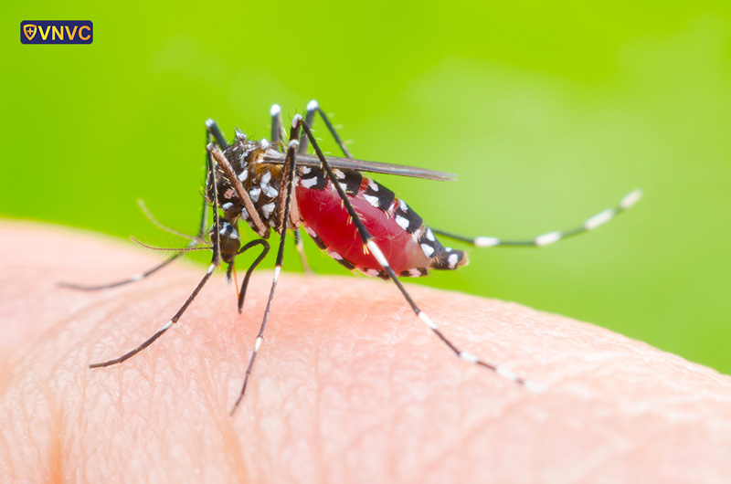 Muỗi vằn (Aedes aegypti) — loài muỗi trung gian truyền bệnh sốt xuất huyết